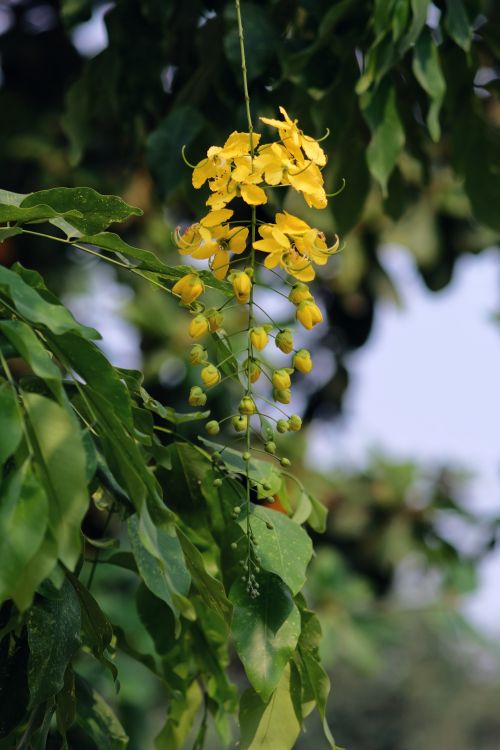 Free A vibrant blossom of yellow Cassia Fistula flowers captured in natural light. Stock Photo