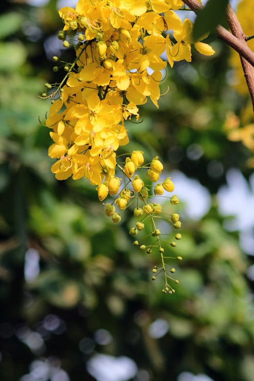 Fotos de stock gratuitas de árbol de lluvia dorado, bokeh, crecimiento
