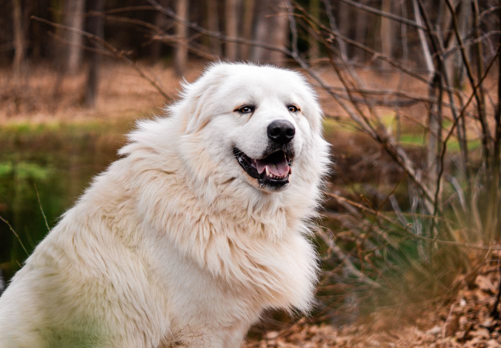 Great Pyrenees, photo 2