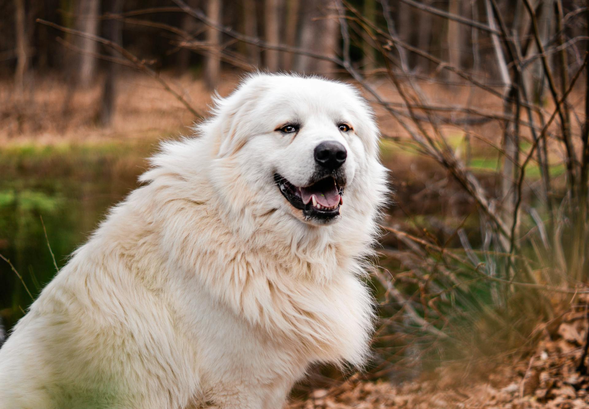 White Long Coated Dog in Close Up Shot