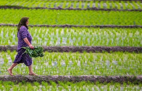 A Woman Walking Through the Rice Paddies