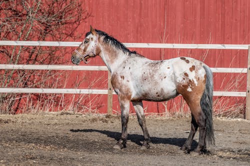 Ingyenes stockfotó állat, appaloosa, darált témában