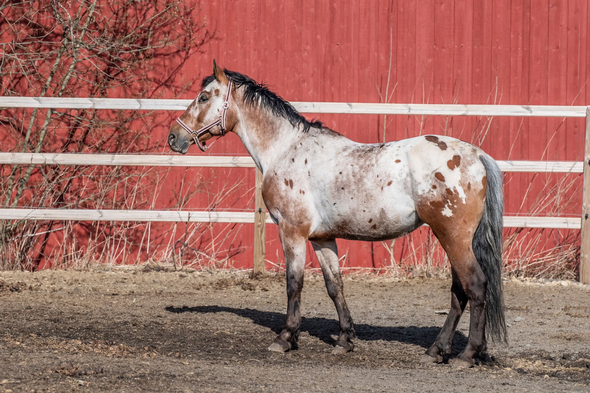 A stunning Appaloosa horse stands gracefully outdoors by a rustic red barn.