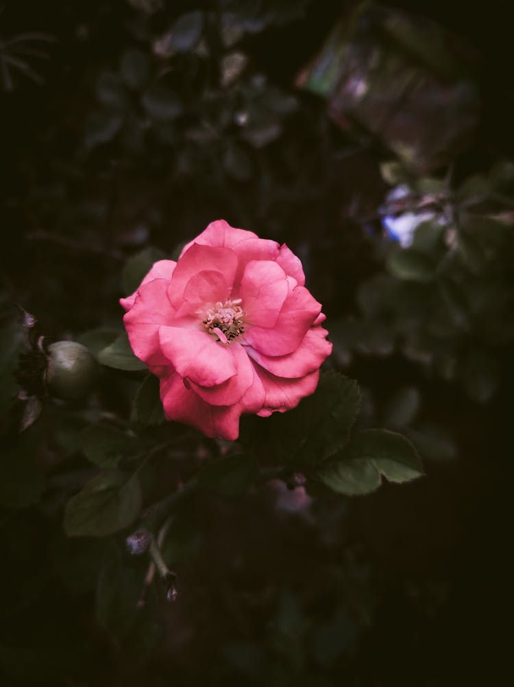 Close-Up Shot Of A China Rose Flower