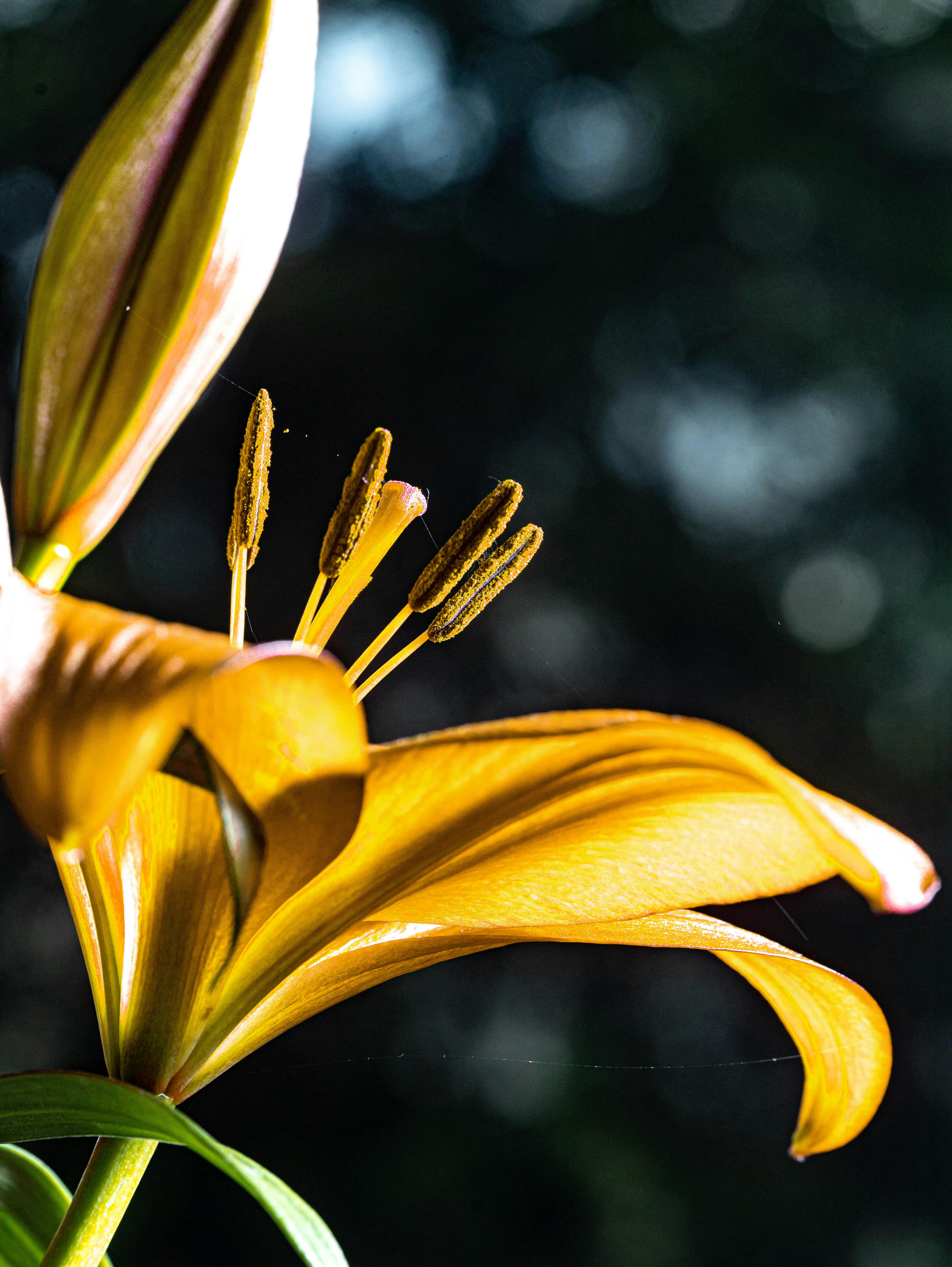 Detailed macro shot of a vibrant yellow lily in bloom with a blurred bokeh background.