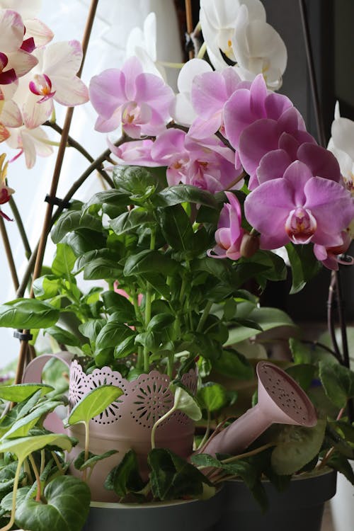 Ingyenes stockfotó cserepes növények, dekoráció, házi növény témában