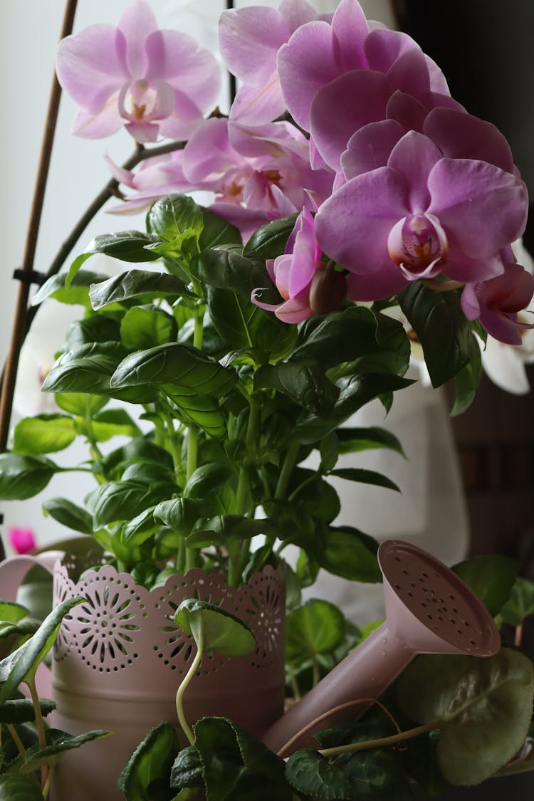 Pink Orchids In A Pink Watering Can