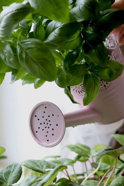 Free Close-up of vibrant green plant leaves being watered indoors with a pink watering can. Stock Photo