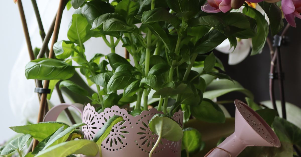 Como regar orquídea Orquídeas e plantas verdes em vasos ao lado de um regador dentro de casa