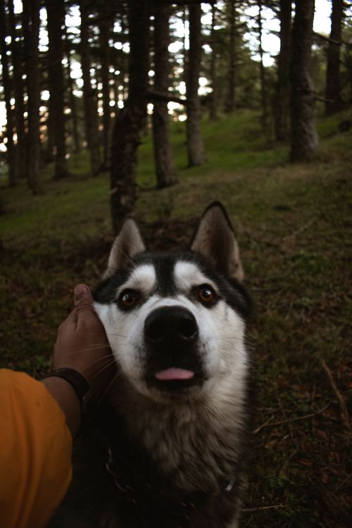 Free A friendly Siberian Husky being petted in a lush forest setting in Algeria. Stock Photo