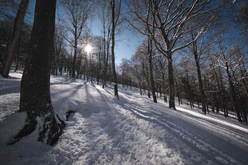 Tall leafless trees growing on snowy terrain in forest against blue sky with bright sunlight on cold winter day in nature