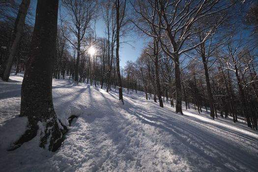 Tall leafless trees growing on snowy terrain in forest against blue sky with bright sunlight on cold winter day in nature
