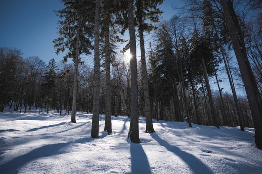 Tall trees with branches growing on white snowy ground in woods on cold winter day with bright sunlight in nature
