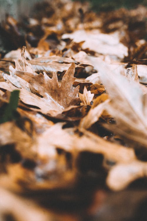 Close-Up Shot of Dried Maple Leaves