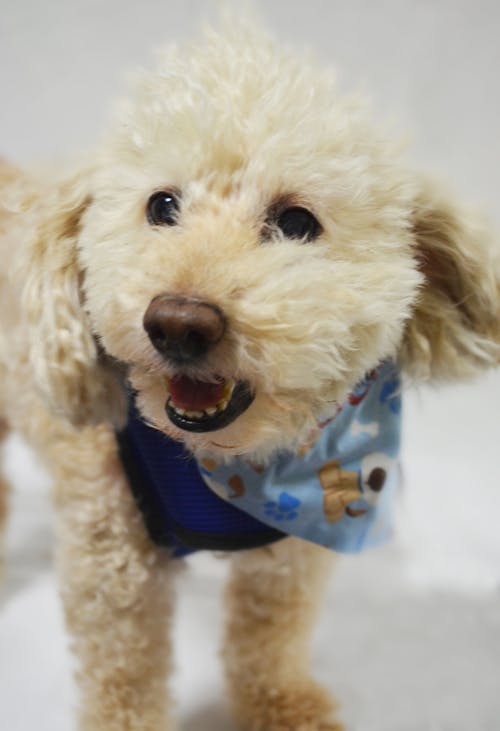 Free stock photo of animal portrait, dog, poodle