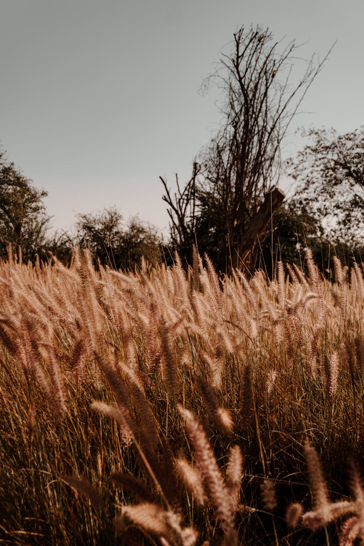 Fountain Grass Field