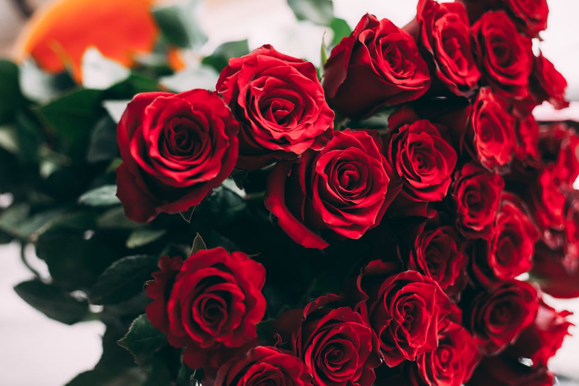 Red Roses Photo Shop Red Roses in Macro Shot Photography · Free Stock Photo