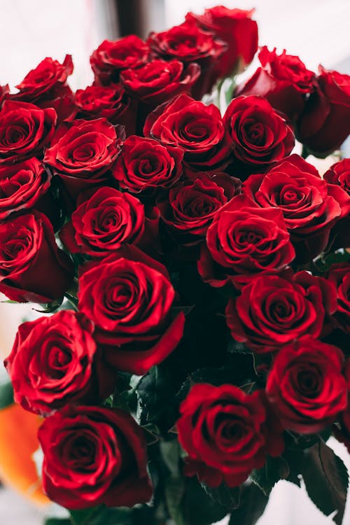 Close-Up Shot of Red Roses