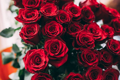 Red Roses in Close-Up Photography