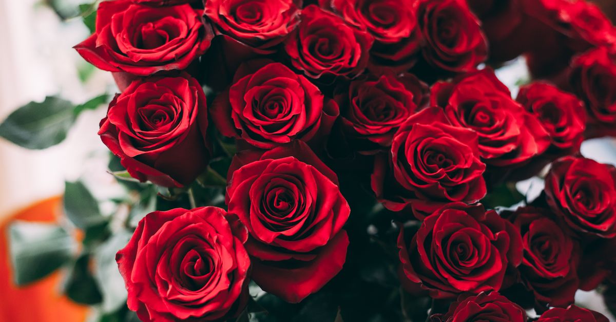Local Red Roses Close Red Roses in Close-Up Photography · Free Stock Photo