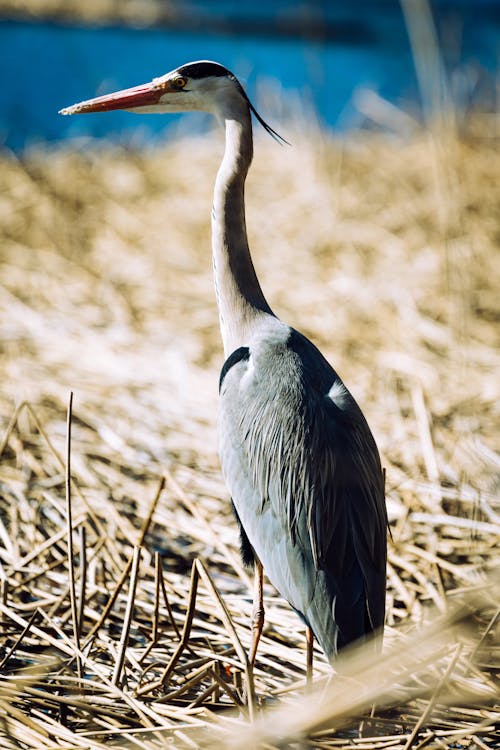 Photo of a Grey Heron on Dry Grass