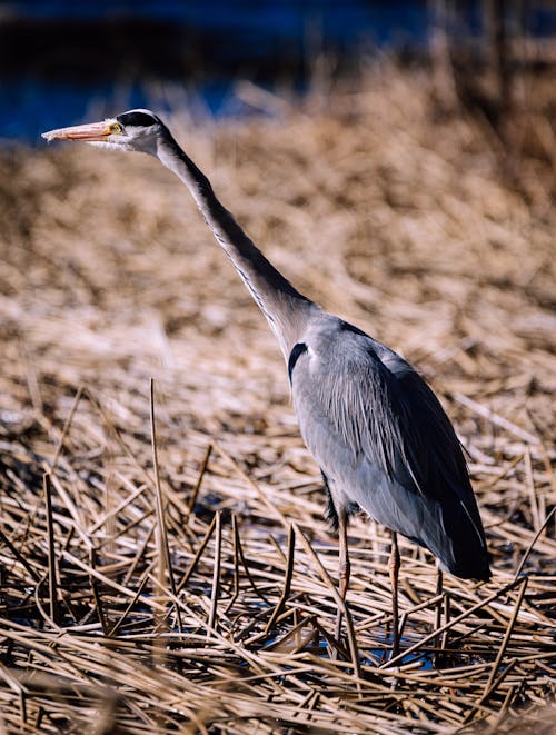 Základová fotografie zdarma na téma divočina, dlouhý krk, ornitologie