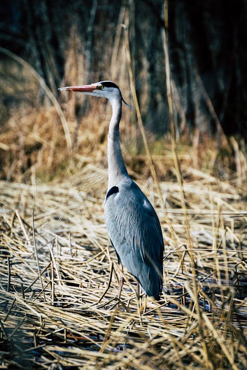 Photograph of a Grey Heron on Dry Grass