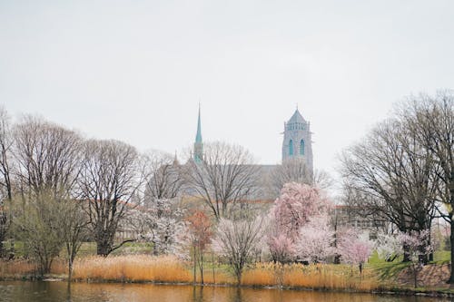 Foto d'estoc gratuïta de arbres, Església, flor