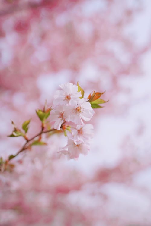 Selective Focus Photograph of Cherry Blossom Flowers with Pink Petals ...