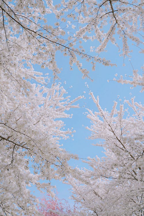 Gratuit Imagine de stoc gratuită din alb, arbore, cer albastru Fotografie de stoc