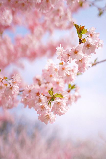 Close-up of blooming pink cherry blossoms against a soft blue sky, evoking the essence of spring.