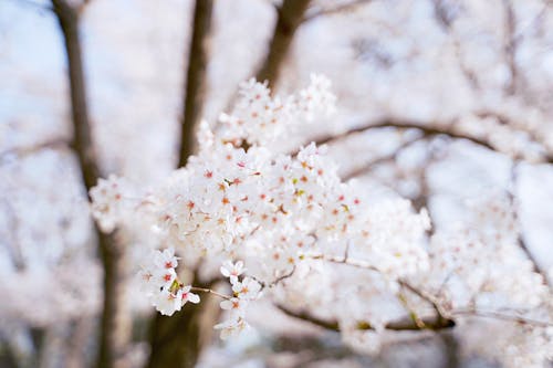 Gratis stockfoto met bloeien, bloemblaadjes, bloemen