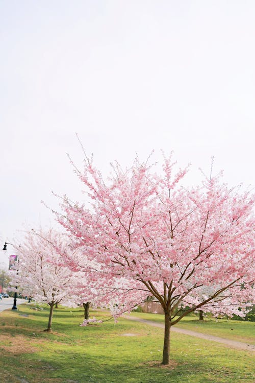Pink Cherry Blossom Tree on Green Grass
