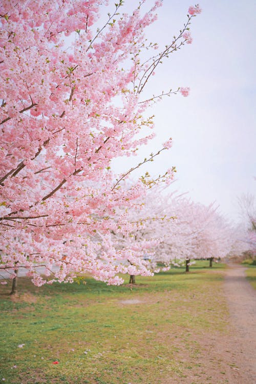 Photograph of Sakura Trees with Pink Cherry Blossoms
