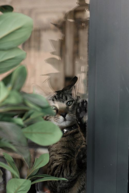 Free A curious tabby cat peers through a glass pane indoors with a plant nearby. Stock Photo