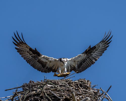 Fish hawk with prey and spread wings soaring over twig nest under cloudless sky on sunny day on blue background