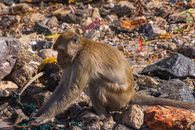 Brown Monkey on the Rocks