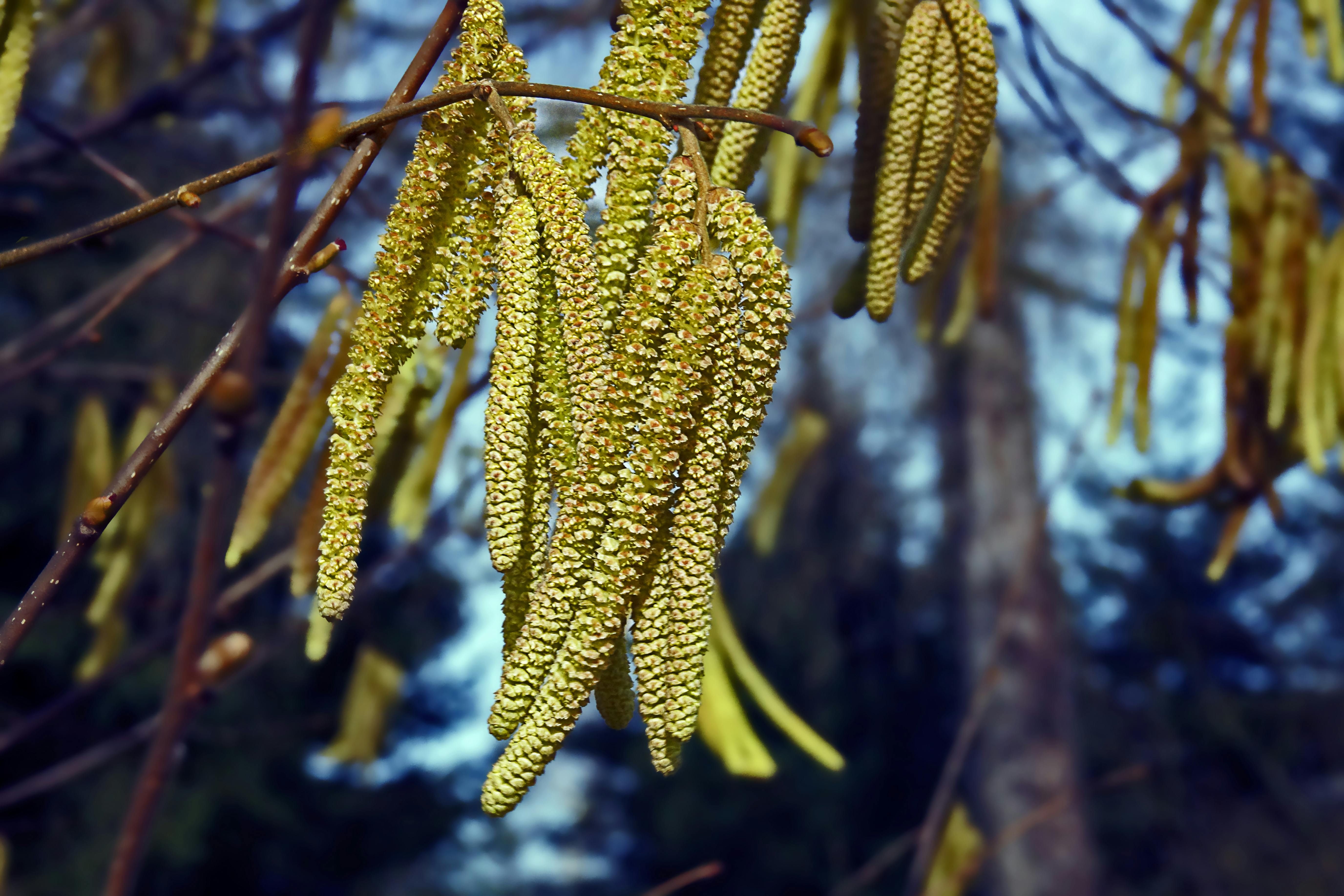 Kostenloses Foto zum Thema: frühling, gemeinsame hasel, haselnüsse