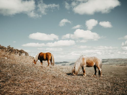 Brown Horses Grazing On A Dry Grassland