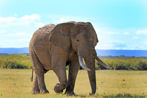 Free Stunning photograph of an African elephant (Loxodonta africana) roaming in the savanna. Stock Photo