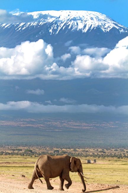 An African elephant walks near Mount Kilimanjaro, showcasing stunning wildlife and scenic views.