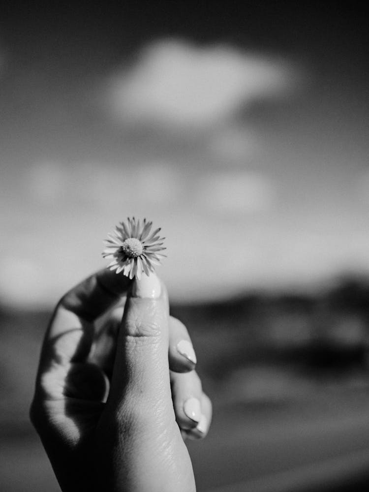 Grayscale Photo Of Person Holding A Flower