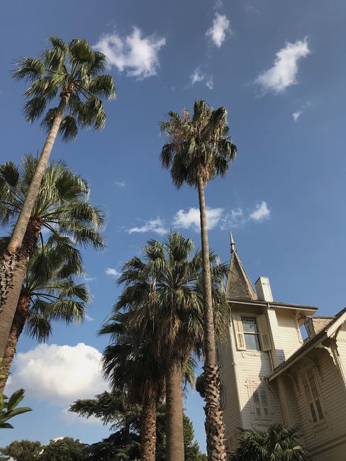 Low angle view of palm trees and a building under a clear blue sky in Turkey.