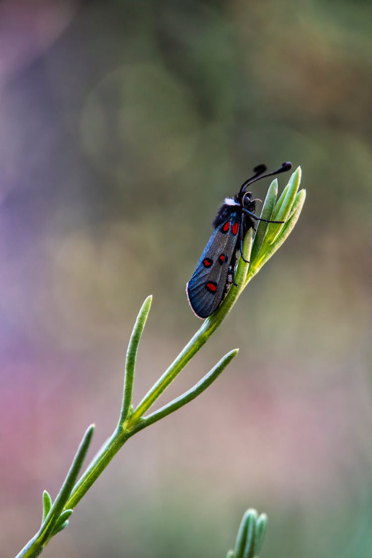 Crepuscular Burnet On Green Stem