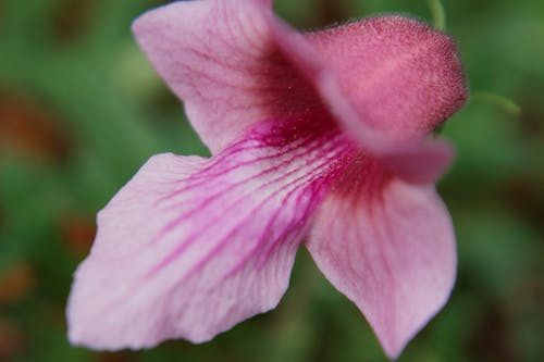 Foto d'estoc gratuïta de dicerocaryum eriocarpum, espina del diable, flor
