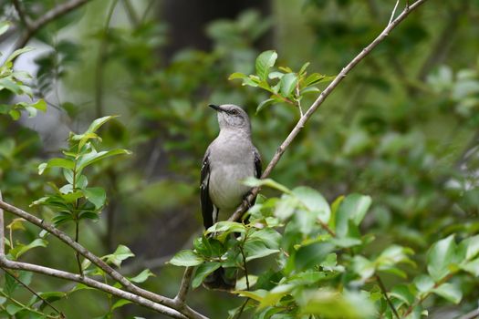 Close-Up Shot of a Mockingbird Perched on a Twig