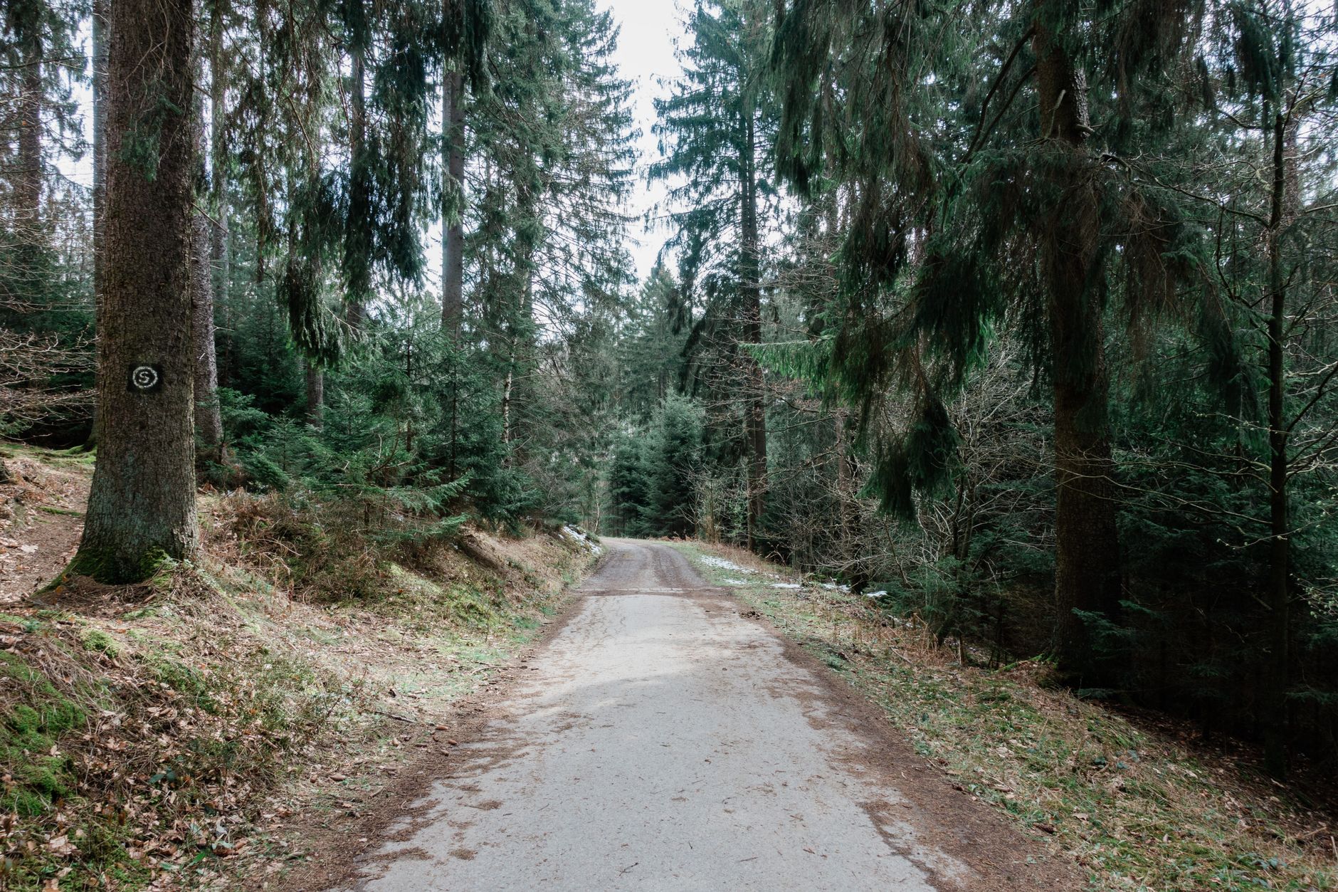 Der Wald