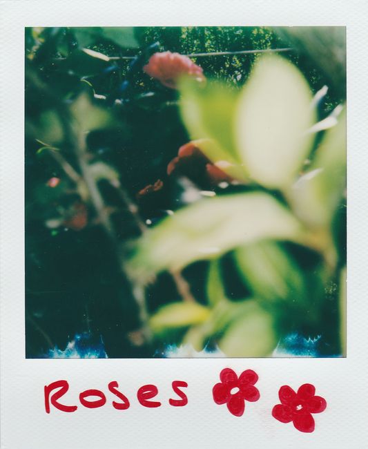 Artistic polaroid photo capturing defocused roses surrounded by green leaves.