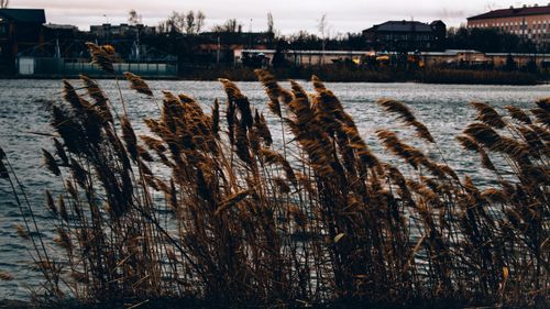 Free A tranquil riverside view with reeds swaying in the wind and buildings across the water. Stock Photo
