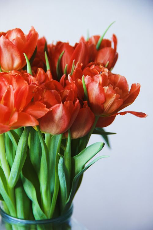 Free Bouquet of fresh bright red tulips with green pointed leaves in glass vase Stock Photo